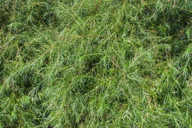 Taze yeşillik kozalaklı ağaç. Yeşil arkaplan