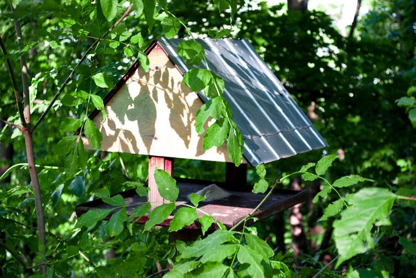 Fågelhus Skogen Ett Träd Solig Dag — Stockfoto