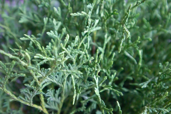 Yeşil Arka Planda Güzel Yeşil Thuja Yaprakları Yakın Plan Thuja — Stok fotoğraf