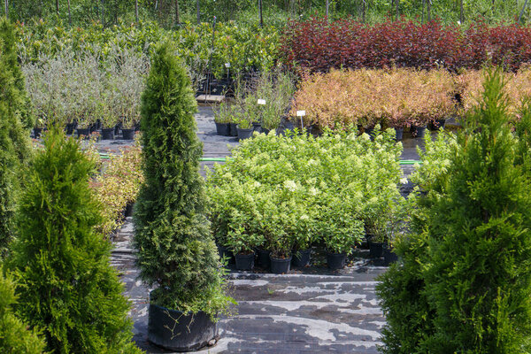 Potted plants are sold at the garden center. Selling plants outdoors. Many varieties of green plants. Flowers, fir, spruce, thuja, apple and other fruit trees. Everything to decorate your garden