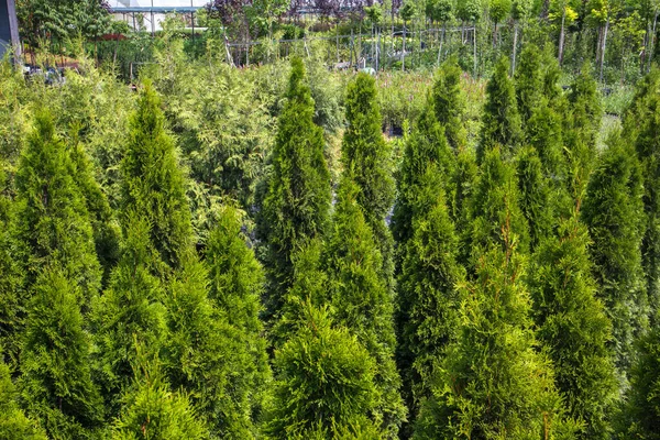 Saksı Bitkileri Bahçe Merkezinde Satılır Açık Havada Bitki Satmak Çok — Stok fotoğraf