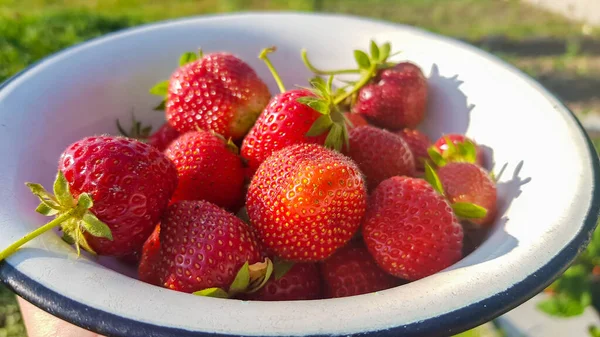 Färska Saftiga Mogna Ekologiska Jordgubbar Gammal Metallskål Utomhus Solig Sommardag — Stockfoto