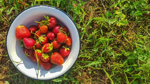 Färska Saftiga Mogna Ekologiska Jordgubbar Gammal Metallskål Utomhus Solig Sommardag — Stockfoto