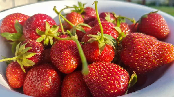 Färska Saftiga Mogna Ekologiska Jordgubbar Gammal Metallskål Utomhus Solig Sommardag — Stockfoto