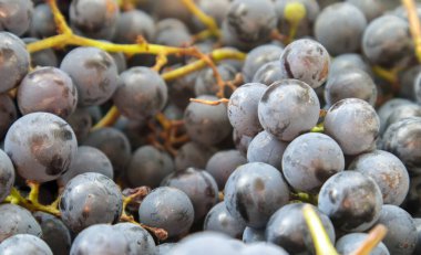 Olgun üzüm koleksiyonu. Kırmızı şarap üzümlü arka plan. Taze toplanmış siyah, mavi veya kırmızı şarap üzümleri. Sağlıklı meyveler. Bir demet üzüm, yemeye hazır. Arka plan olarak böğürtlen dokusu. Üzüm sıralaması