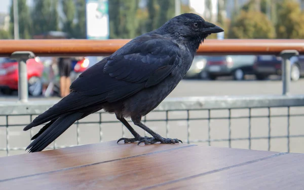 Γκρο Πλαν Άποψη Ενός Μαύρου Πουλιού Ένα Κοράκι Στέκεται Ένα — Φωτογραφία Αρχείου