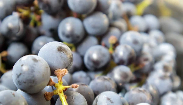 Collection of ripe grapes. Red wine grapes background. Freshly picked black, blue or red dark wine grapes. Healthy fruits. Bunches of grapes, ready to eat. Berries texture as background. Grape sort