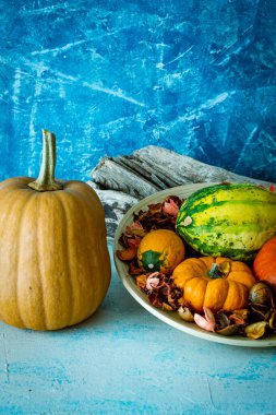 Mavi arka planda farklı tipte balkabakları olan fotoğraf. Sonbahar hasat konsepti