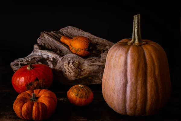 Foto Met Verschillende Soorten Pompoenen Najaarsoogstconcept — Stockfoto