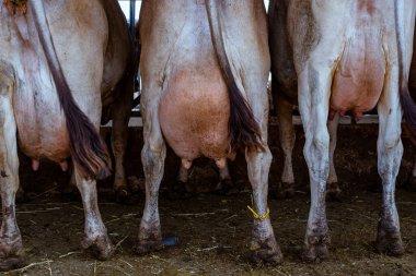 Bir ahırda kahverengi bir ineğin yakın çekimi.