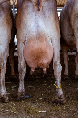 Bir ahırda kahverengi bir ineğin yakın çekimi.