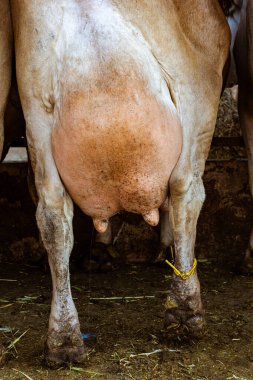 Bir ahırda kahverengi bir ineğin yakın çekimi.