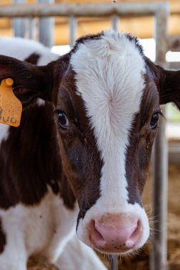 Bir ahırda kahverengi bir ineğin yakın çekimi.