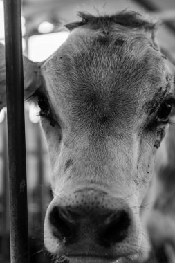 Bir ahırda kahverengi bir ineğin yakın çekimi.