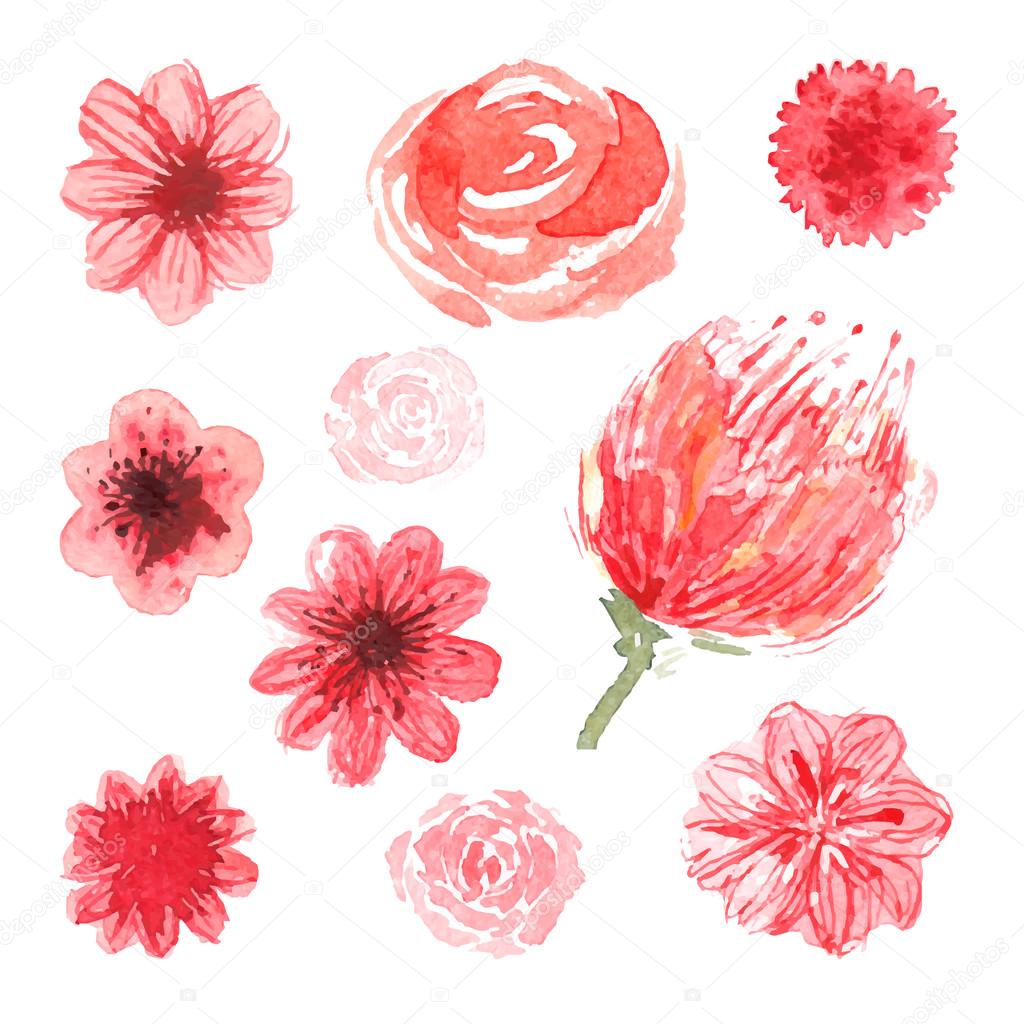 Watercolor flowers, vector floral collection