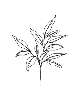 Beyaz arkaplanda minimalist bitki dalı siyah çizgi