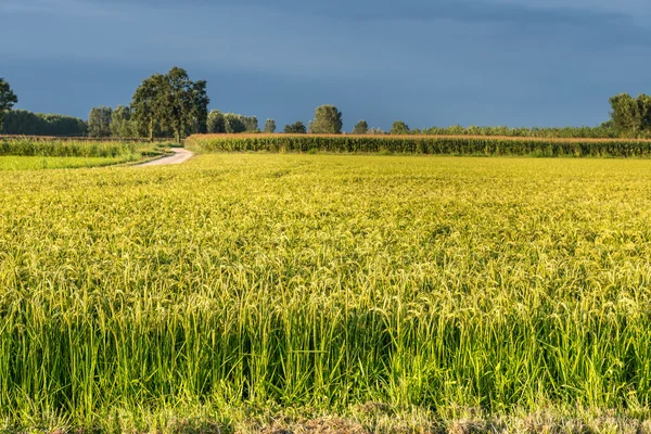 Campos de arroz en verano, Ottobiano (Italia) ) — Foto de Stock