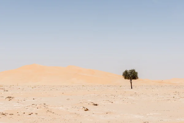 Tree among sand dunes in Rub al-Khali desert (Oman) — Stock Photo, Image