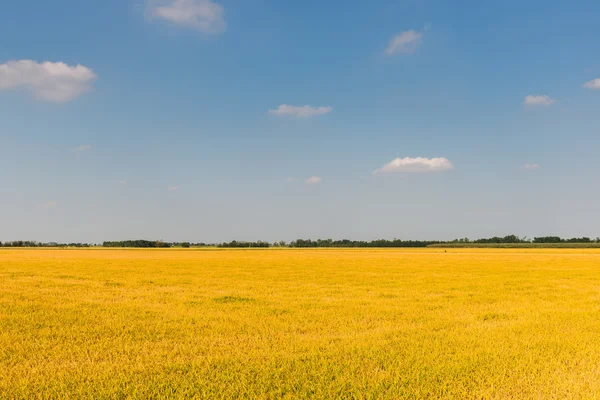 Rijst veld in de zomer, lomellina (Italië) — Stockfoto