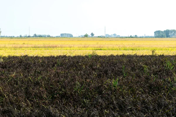 Campo de arroz preto no verão, Lomellina (Itália ) — Fotografia de Stock