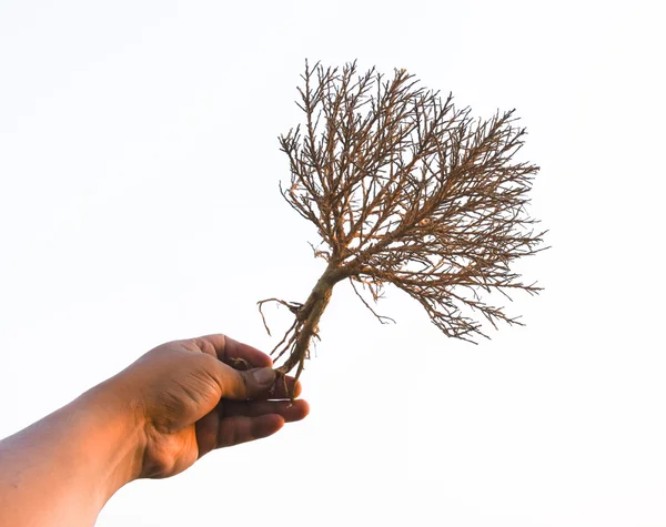 Mão mostrar árvore seca isolar imagem — Fotografia de Stock