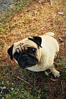 Pug birini arıyorum açık