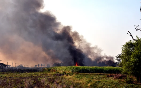 Spalony trzciny wildfire niedaleko drogi niebezpieczeństwo — Zdjęcie stockowe