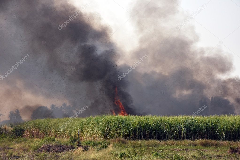 burnt cane wildfire near road