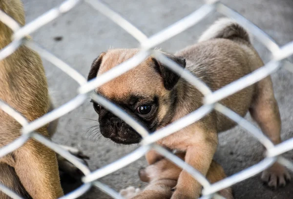 Puppy pug dog in the cage — Stock Photo, Image
