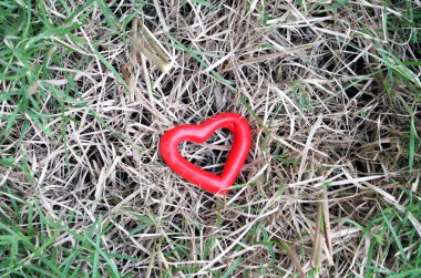 kırmızı kalp çimlerin üzerinde