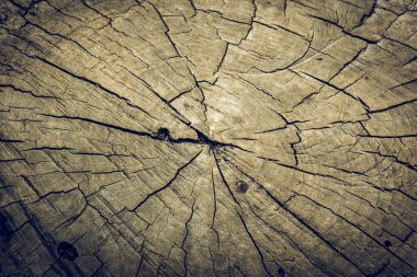 Güdük doku yaşlılık