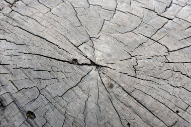 Güdük doku yaşlılık