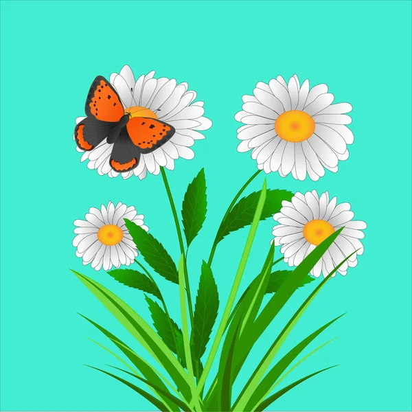 Margarita flores y mariposa Vector — Archivo Imágenes Vectoriales
