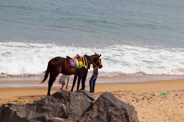 Atlı bir at Mahabalipuram sahilinin yanında duruyor.