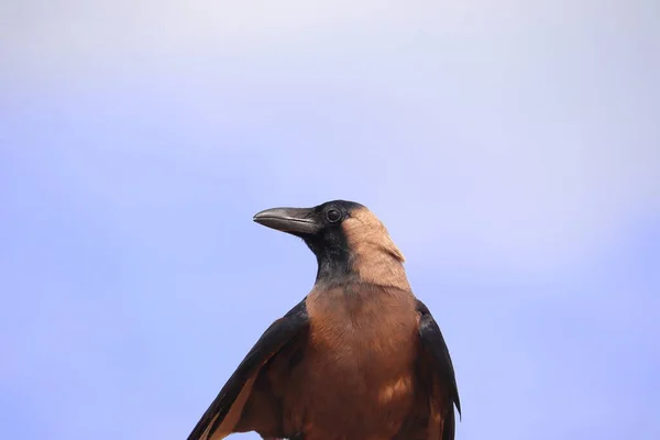 Fotografía Frontal Que Pájaro Cuervo Disfruta Naturaleza Aire Libre —  Fotos de Stock