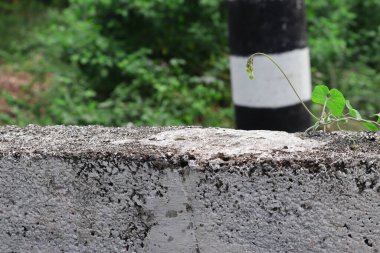 Ürünleri görüntülemek ve izole bir resim şablonu olarak çimentodan yapılmış bir duvarda bitki asmasının doğa arkaplan fotoğraflarını kullanabilirsiniz.