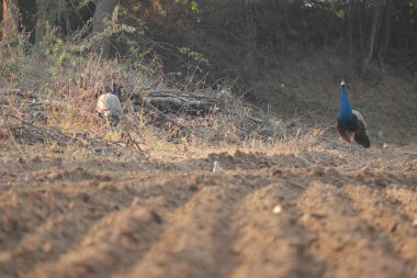 Bir tavus kuşu tarlada oturuyor ve önüne bakıyor.