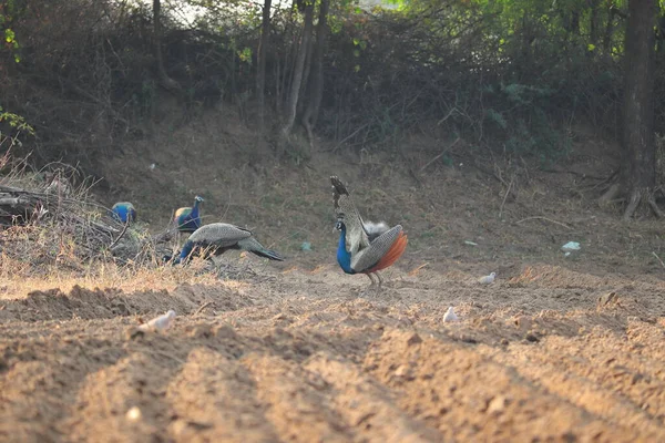 Ein Pfau Auf Dem Feld Sieht Aus Als Würde Anderen — Stockfoto