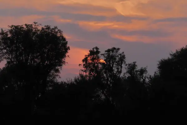 鬱蒼としたジャングルや木々と日没後の夜の自然界のカラフルな肌の景色 — ストック写真