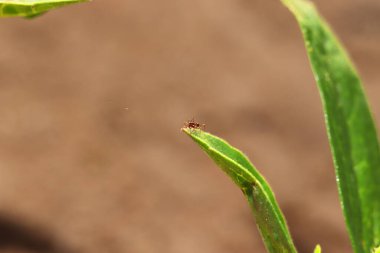 Yeşil bir yaprağın üzerinde oturan küçük bir karınca
