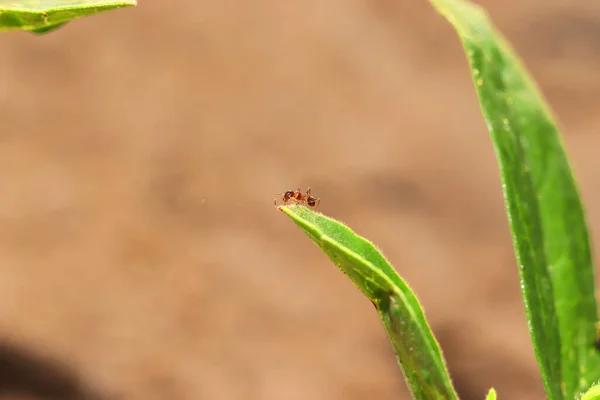 Pequeña Hormiga Buscando Comida Hojas Verdes Mañana Los Días Invierno —  Fotos de Stock
