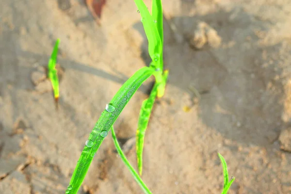 Макровид Капли Воды Росой Зеленом Листовом Растении Утрам — стоковое фото