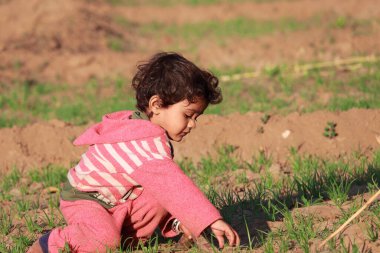Küçük bir Hintli çiftçi çocuk hasadı çapalıyor (Plantago psyllium) Isabgol tarlasında