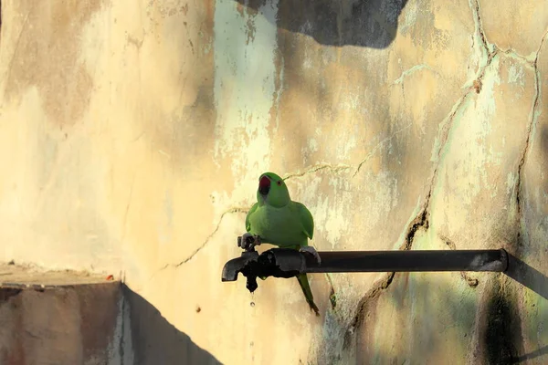 Female Green Parrot Drinking Water Sitting Tap India — Stock Photo, Image