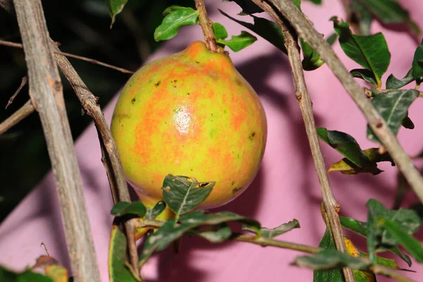 Reifer Granatapfel Hängt Baum Indien — Stockfoto