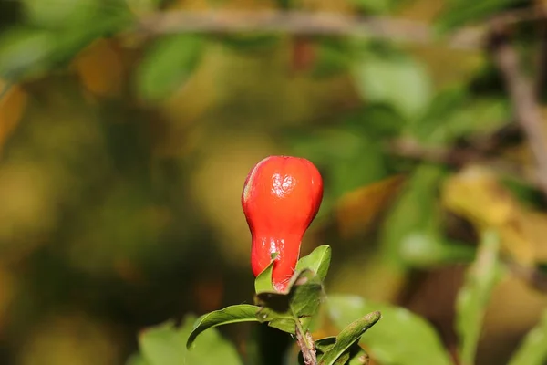 Bela Imagem Crescer Jovem Nova Romã Flor Vermelha — Fotografia de Stock