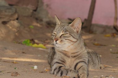 Evcil bir kedi evin bahçesinde oturuyor ve kameraya bakıyor.