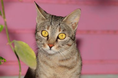 Kamerada poz veren evcil bir kediye yakın çekim