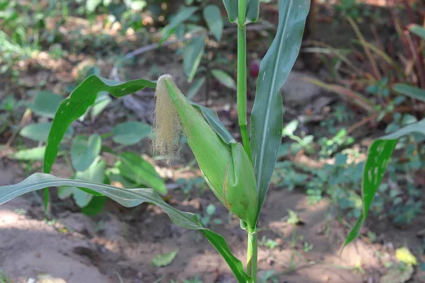 Kukurydza Indyjska Uprawiana Gospodarstwie — Zdjęcie stockowe