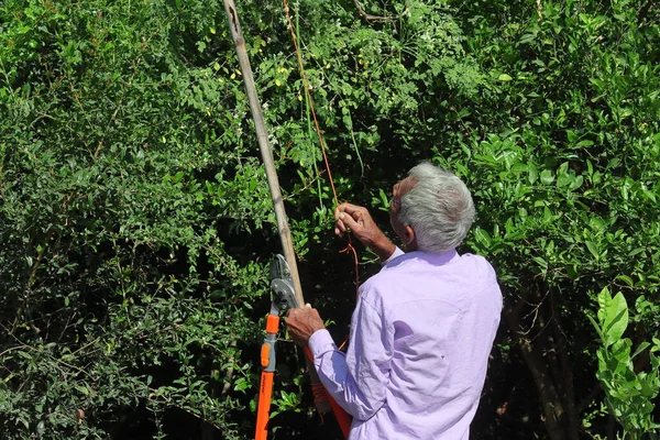Een Indiase Boer Boom Plukkend Een Moringa Oleifera Boom Met — Stockfoto